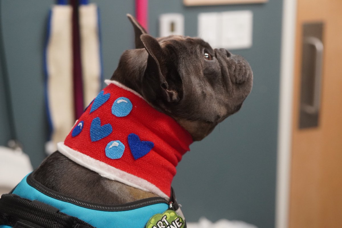 gcvspecialists's tweet photo. We're proud to have Andrea, our talented ophthalmology tech, on the team! She captures beautiful images &amp; delivers the highest-quality care to your pets. Our team works hard to give every patient a personalized experience. #GCVSHouston https://t.co/ODSI6jMPS0