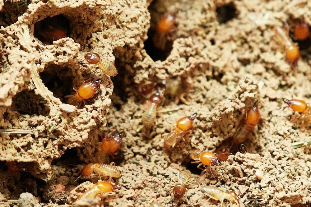FrontinoPest's tweet photo. Termite Prevention - 
Store firewood at least 20 feet away from the home, shrubs trimmed and keep mulch away from the foundation. https://t.co/bxd6gQIzrl