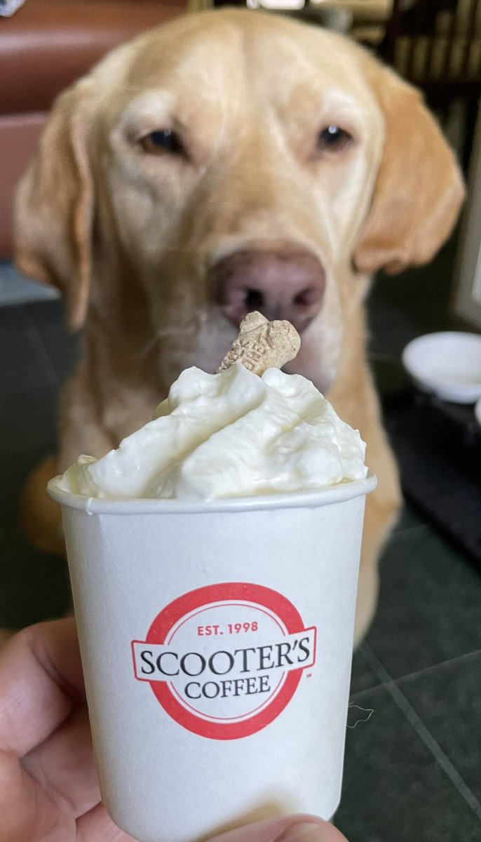 delaneydix's tweet photo. @scooterscoffee Henry thinks your pup cups are the best! (He takes his pup cups very seriously!) #columbiasc #scooterscoffee https://t.co/PXJSdRG5Xs