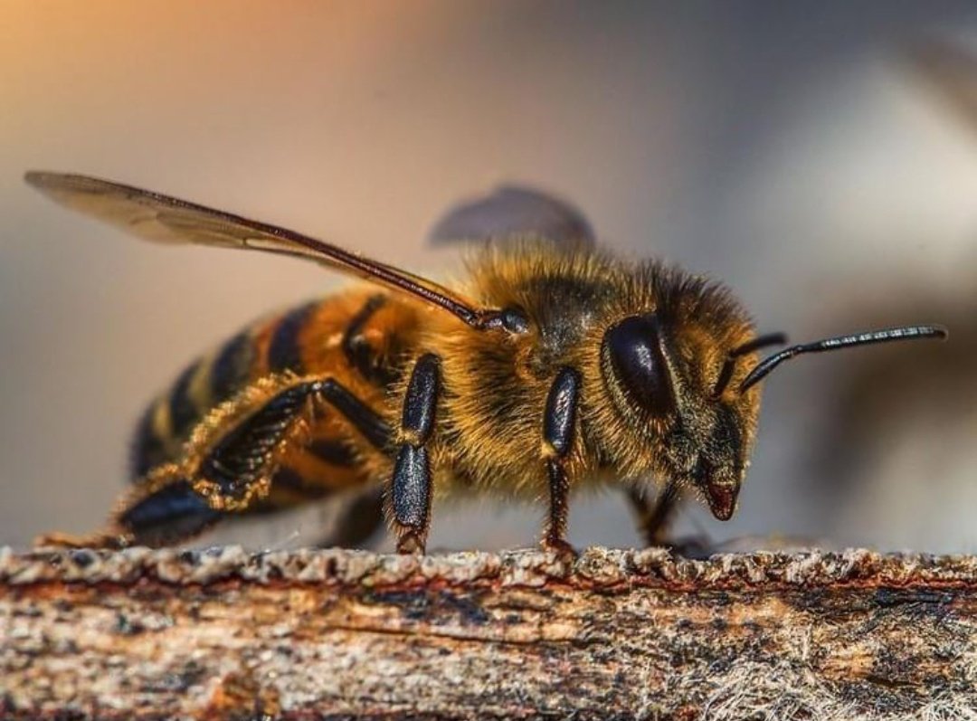 BoyacaLEinforma's tweet photo. Casi dos millones de #abejas encuentran refugio en reserva natural de Arcabuco. Las personas #interesadas en conocer de cerca el trabajo que adelantan en Madre Monte pueden #comunicarse con la reserva a través de su página de facebook y también en la...

https://t.co/Z1y3sIC1Dq https://t.co/dDzq9zmbyT