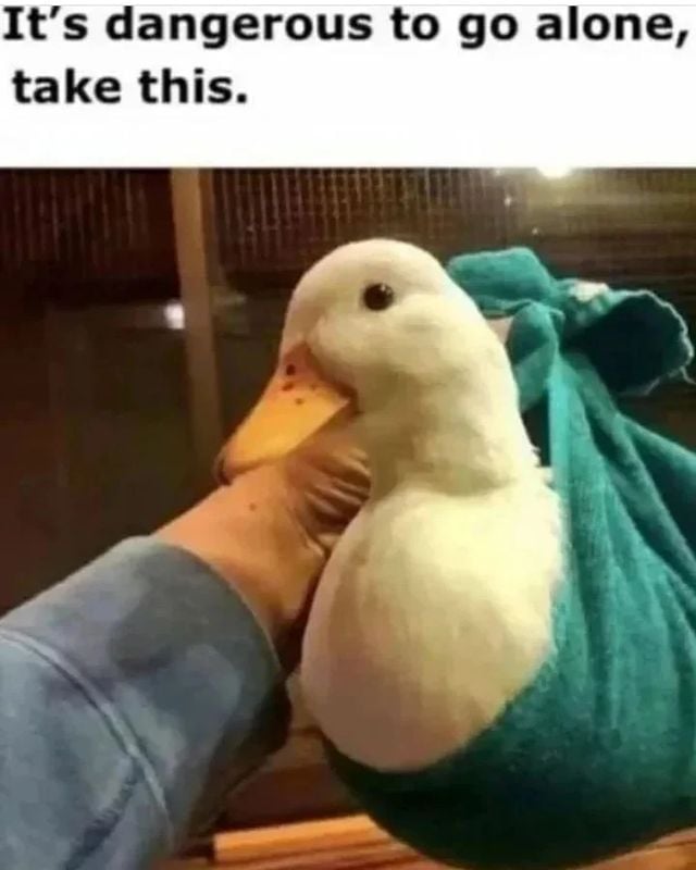 turtlesmeme's tweet photo. https://t.co/FeZxrkydZz