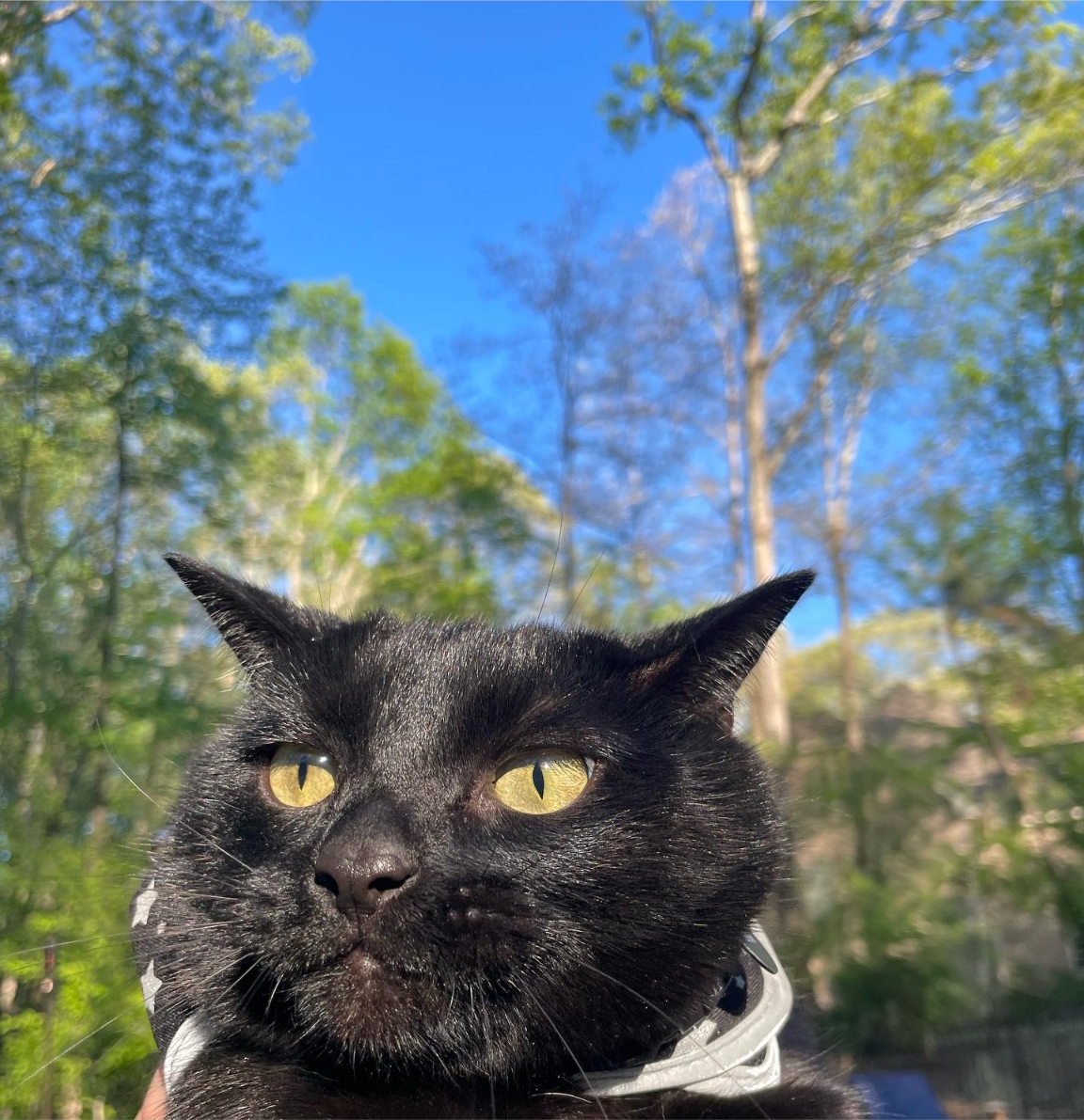 'For the hoomans that may have it confused, let's be clear--EVERY DAY is CATurday...' 😹 🐾💕
😸 Bao

#CaturdayCutie #caturday #atlantacats #catday #FelineAdventures #publicannouncement #PurrfectlyAdorable #catsofatlanta