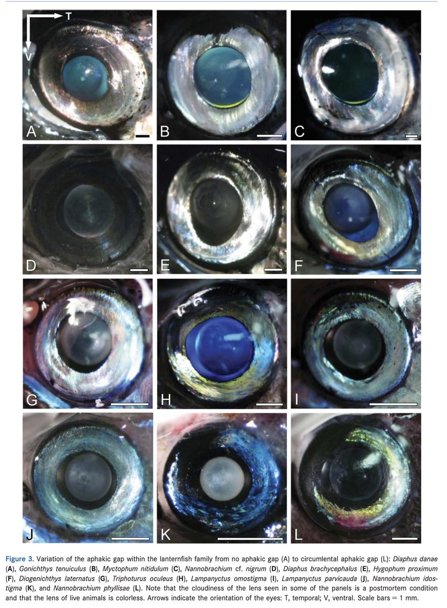 de Busserolles et al. (2013) The eyes of lanternfishes (Myctophidae, Teleostei): Novel ocular specializations for vision in dim light
onlinelibrary.wiley.com/doi/abs/10.100…
