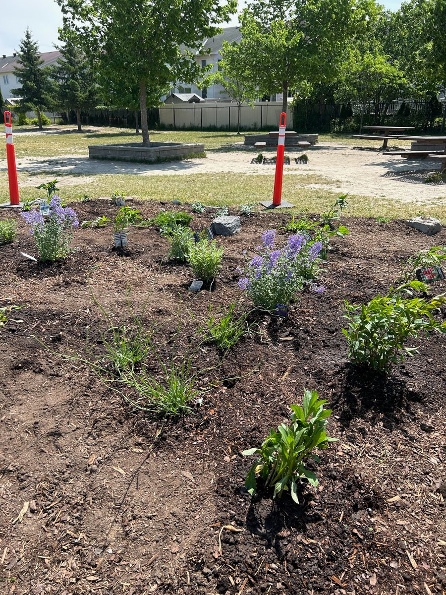 StEmilyOCSB's tweet photo. Our pretty pollinator garden 🪴 is ready for bees 🐝,  butterflies🦋 and bugs 🐛! Thank you @StEmilyCouncil! @ocsbEco #ocsbScience #pollinators https://t.co/SCQCZZM5ce
