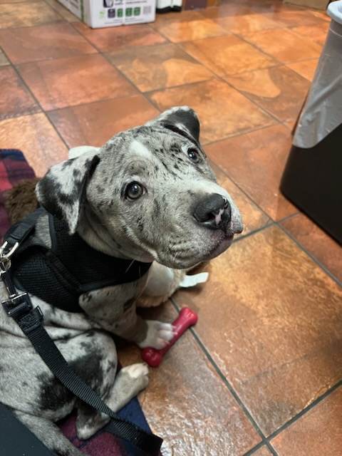 HugABull's tweet photo. May Pupdate!

https://t.co/BuUkMSFGdJ https://t.co/nYmIkkFXBw