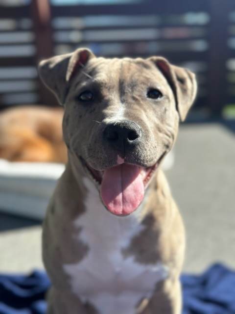 May Pupdate!

m.facebook.com/story.php?stor…