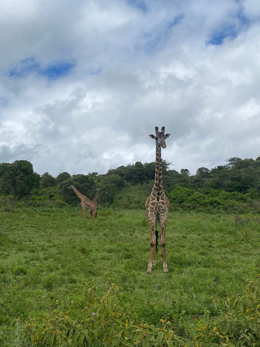 R6newsandviews's tweet photo. Safari day in Tanzania! 🇹🇿 #challengesabroad https://t.co/BYPswxMina