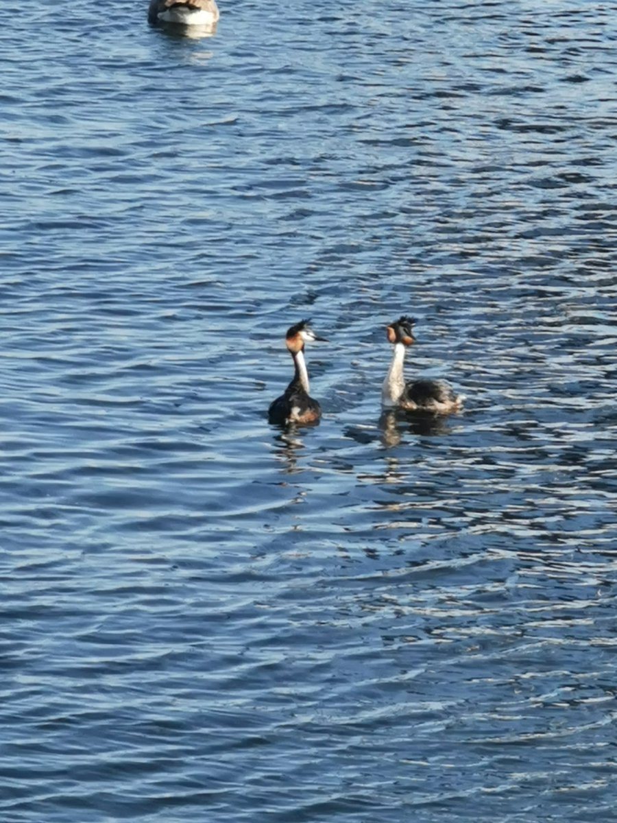 Mating pair of Crested Grebes in Cardiff Bay