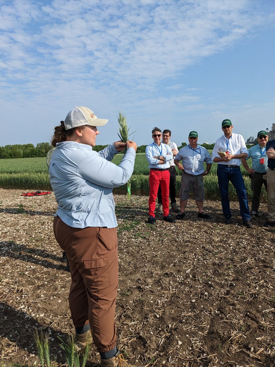 UNL Small Grains Breeding- Frels Lab tweet media