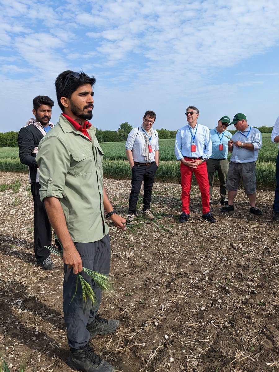 UNL Small Grains Breeding- Frels Lab tweet media