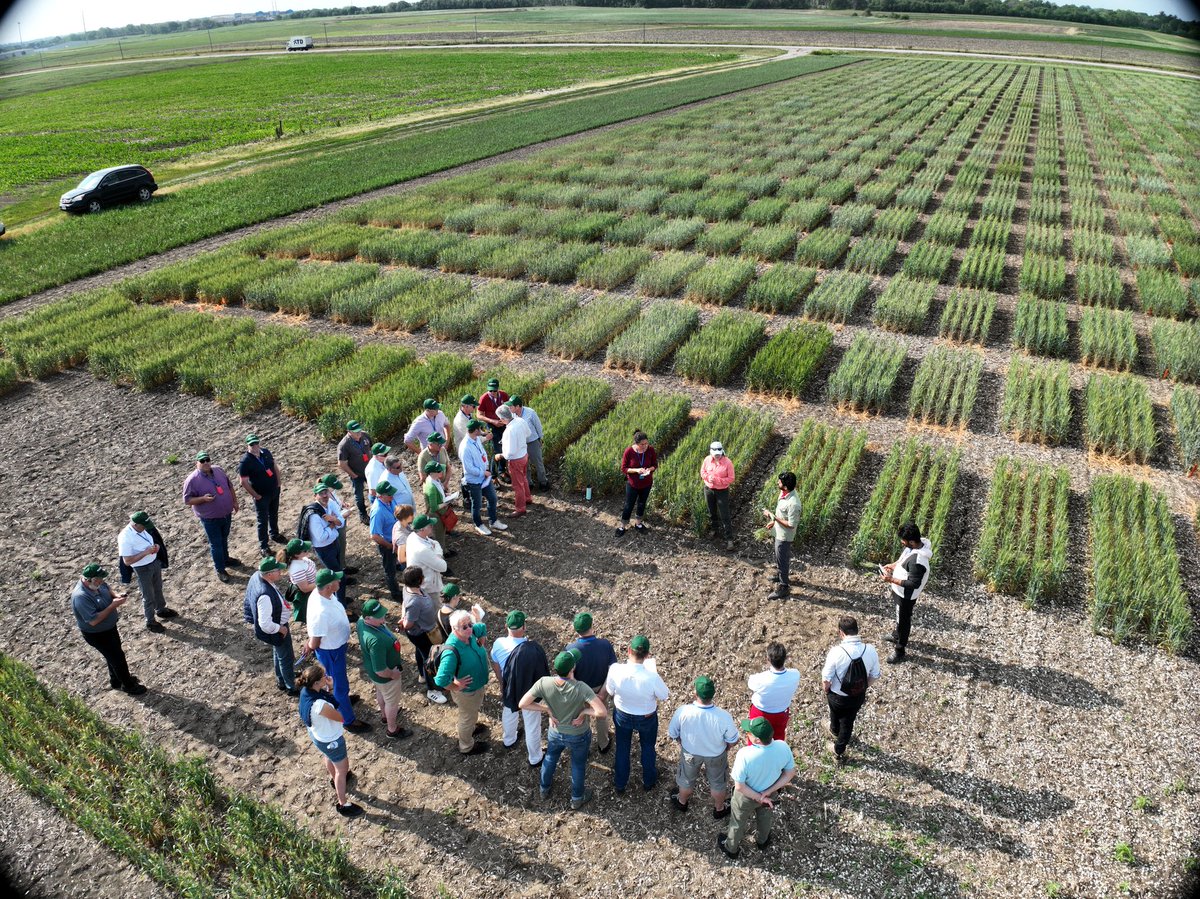 UNL Small Grains Breeding- Frels Lab tweet media