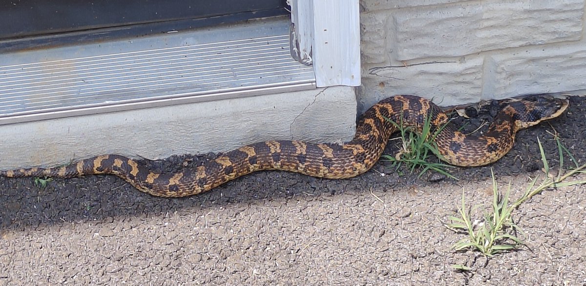 Jake Williams tweet media