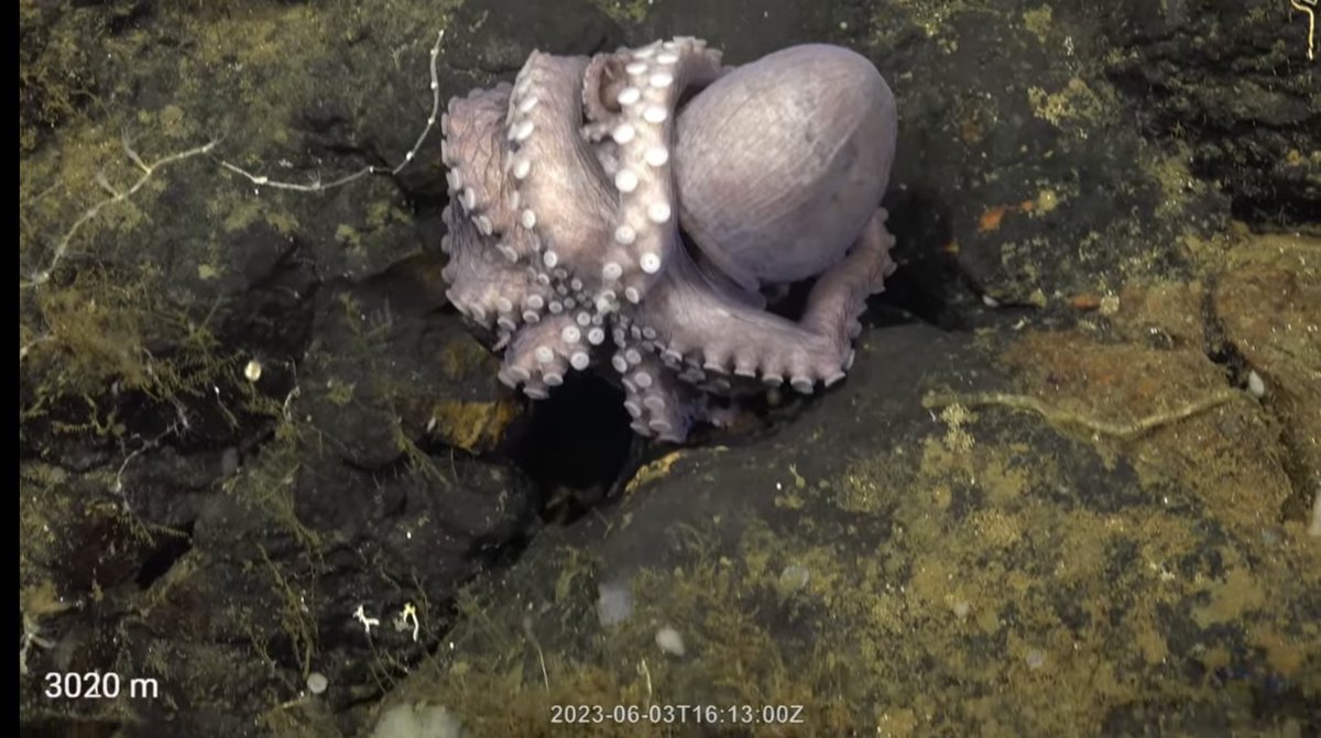 Julie Huber, PhD tweet media