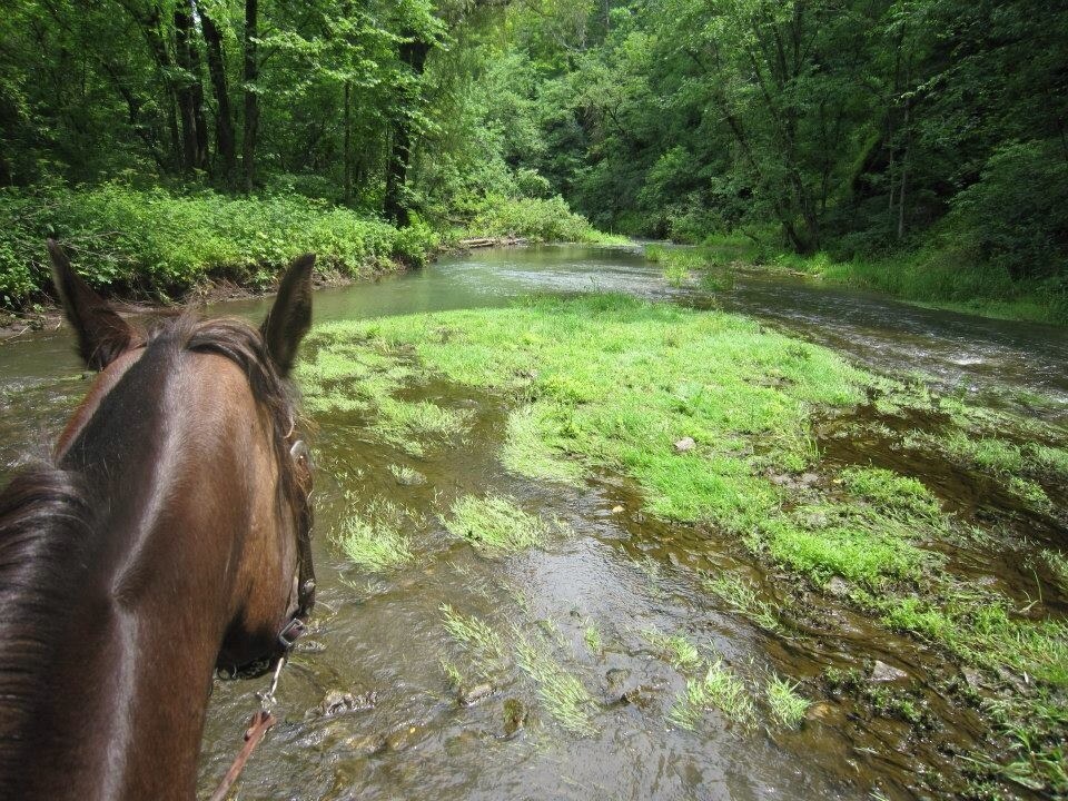 Happy #NationalTrailsDay! 🌲🌊🚲 Whether you choose to celebrate by hiking or biking, riding or rowing—get out there and hit those trails!

🥾  mndnr.gov/hikefinder

🚲 mndnr.gov/trails

🐎 mndnr.gov/horseback_ridi…

🛶 mndnr.gov/watertrails

Happy trails!✨