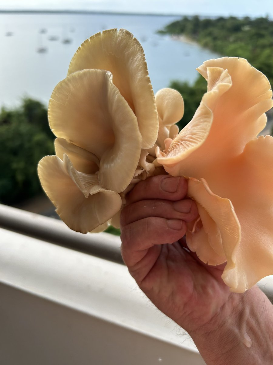 Home grown mushrooms!