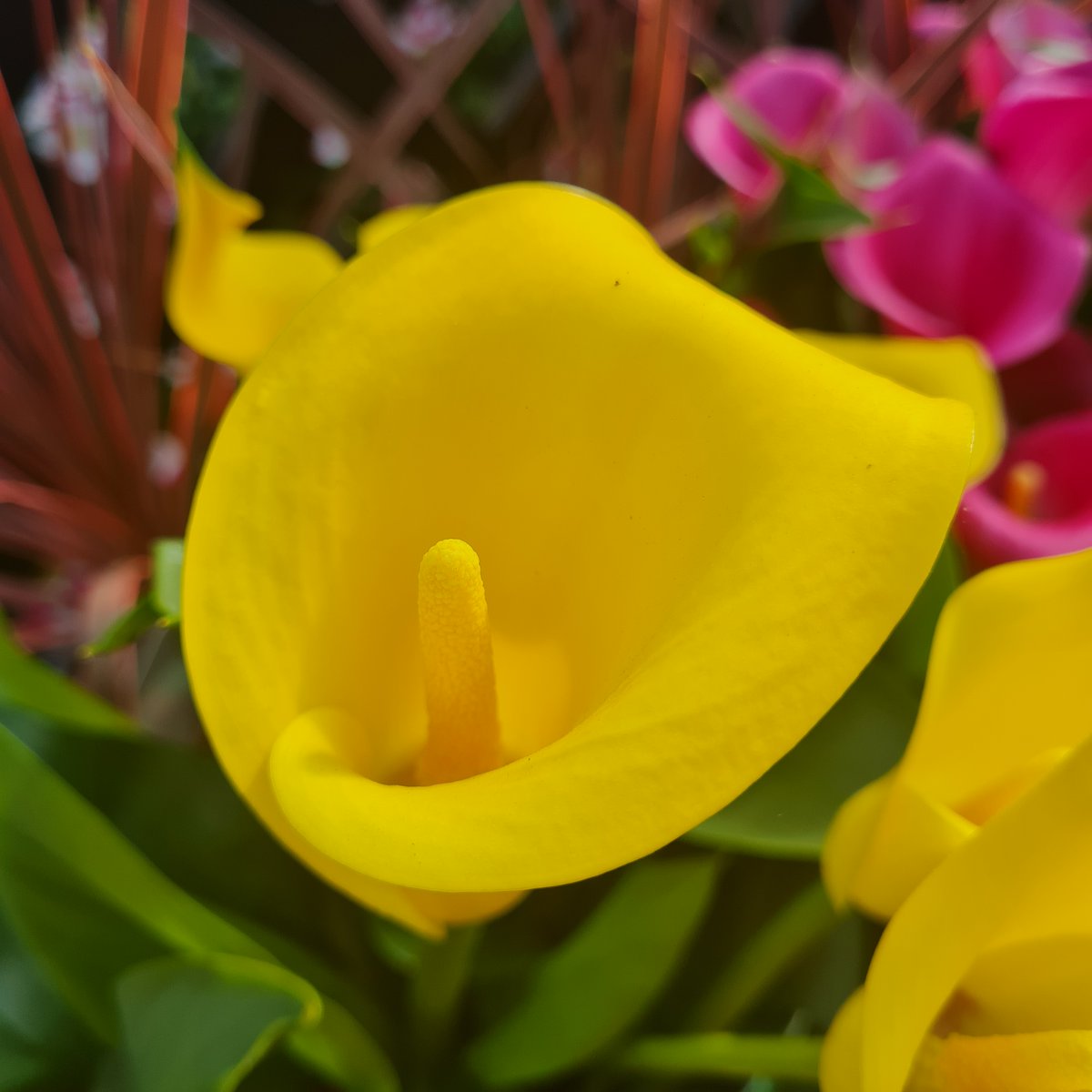 Echo the glorious sunshine and colour your garden shades of yellow this summer.