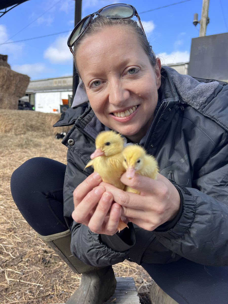 caenhillcc's tweet photo. Time for our ducklings to have a first swim #ducklings #firstswim @caro_painter https://t.co/qnXvDUobEW