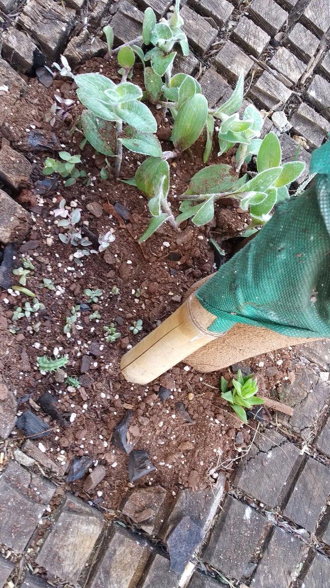 sili_93's tweet photo. Plante unas plantitas que tenía de más en la calle, el experimento va a constar de cuántos días dura, en pleno centro posadeño https://t.co/jwRjdN0WMV