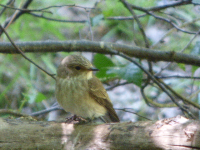 Spotted Flycatchers showing well at Nagshead RSPB this afternoon.