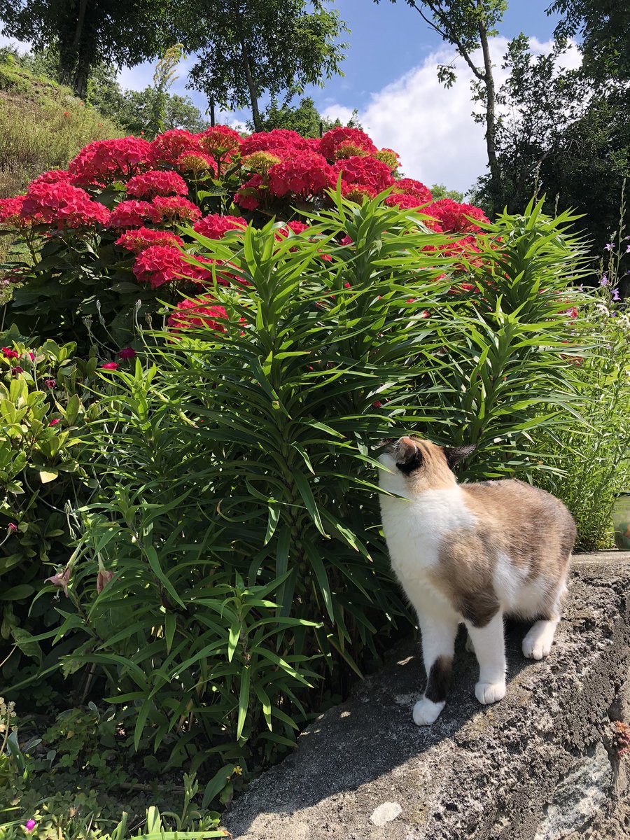 Anna_in_Italy's tweet photo. 🐈 🌸🌼 https://t.co/76jJPD6xh2