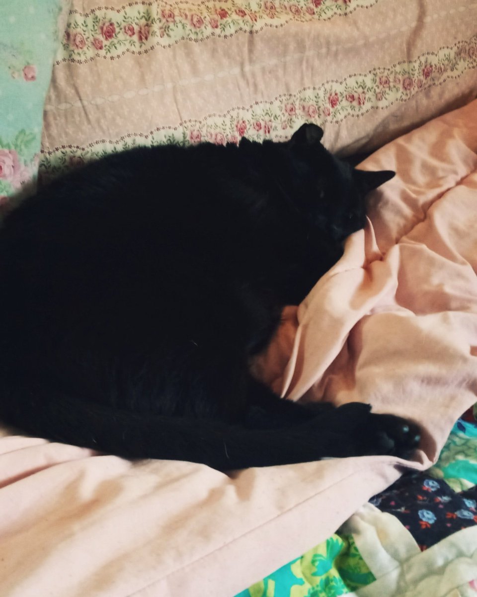 Salem is my most precious boy and I love him so much 💚💚 he's so sleepy 💚
.
.
.
.
.
.
.
.
#goblincore #cottagecore #blackcat #aesthetic #nature #blackcatsrule #forestcore #naturecore #cottagecoreaesthetic #farmcore #grandmacore #alternativegirl #goblincoreaesthetic #goth