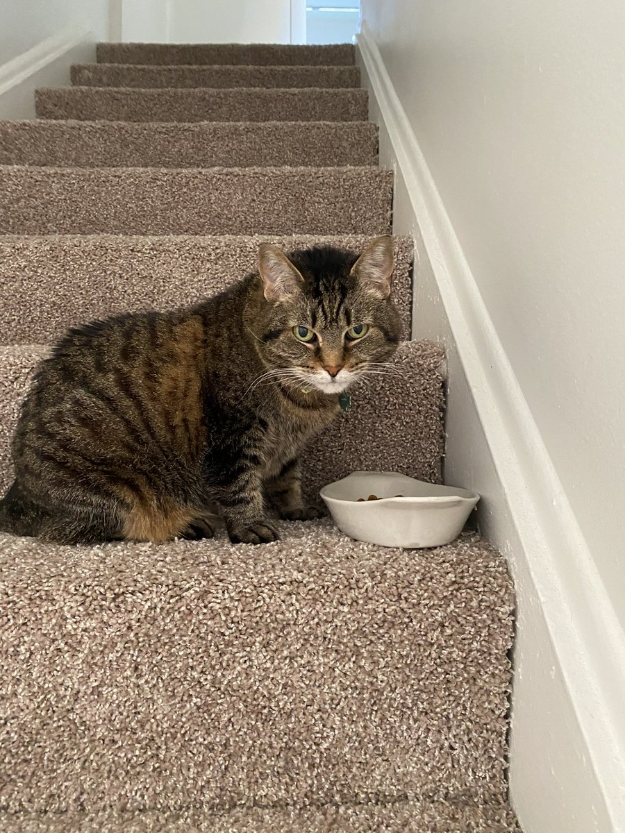 rainbowssnrage's tweet photo. @Chewy is the best company. I forgot to change over that she had passed and she still got her birthday card 🧡🧡🧡 https://t.co/kTPuSzy85e
