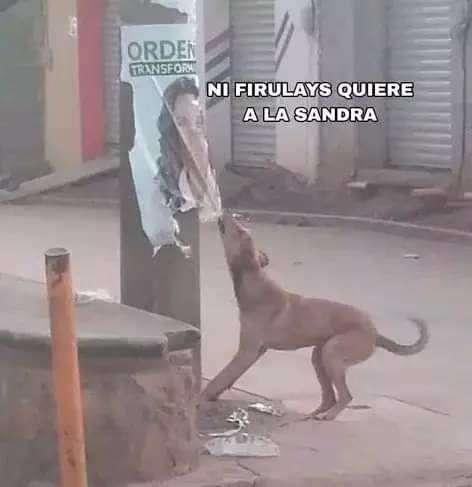 LesliNoemi's tweet photo. No comparto cosas de política pero ese perrito sabe cosas 😂😂😂😂😂 https://t.co/u9lmXErR8I