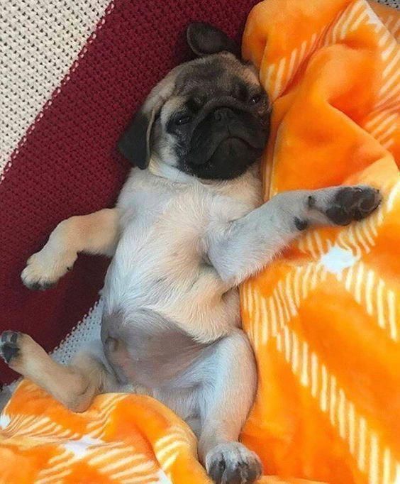 Pug_Club_'s tweet photo. Do you love this... 😍😍

#pug #puglife #PugLover https://t.co/H726Udj9M4
