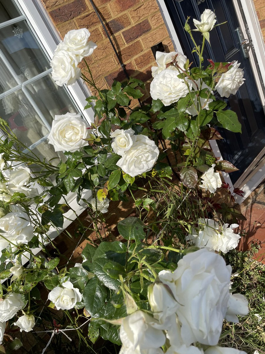 Summer is here; flowers are blooming. #summer #rose #white #blooming