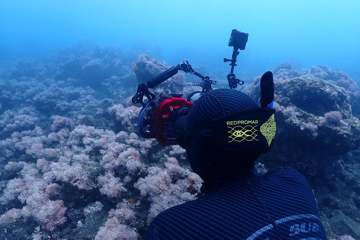 #RedPROMAR: ciencia ciudadana al servicio de la biodiversidad marina. Esta red de observadores marinos lleva funcionando desde 2015 en #Canarias revistaquercus.es/noticia/8508/a… En #Quercus448 (junio)