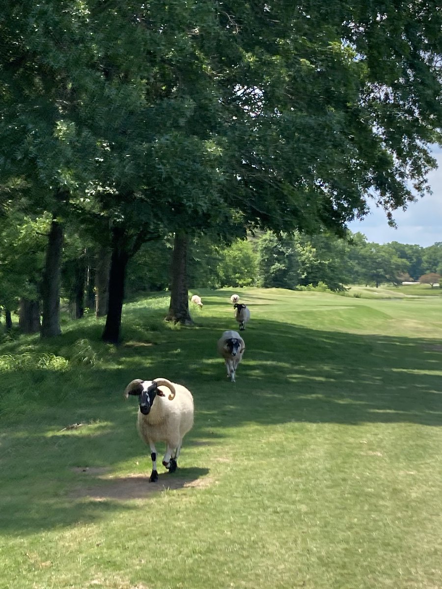 ReeseMcNeerGolf's tweet photo. Beautiful course @HermitageGolf thanks for hosting #snedstour Home of the Scottish horned sheep? Two good rounds with two 1 foot birdie putts 4 birdies and 15 pars. Not quite where she wants to be but definitely improving!!! @ReeseMcneer24 https://t.co/libDtG7NIO