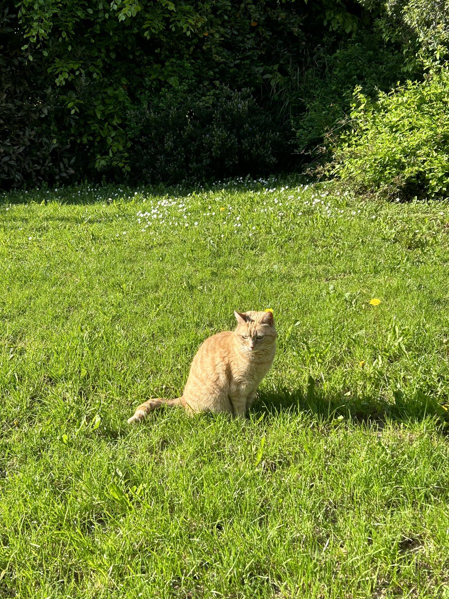 happy pride month!! 🏳️‍🌈🏳️‍⚧️ they will try to erase you but they never can 💕