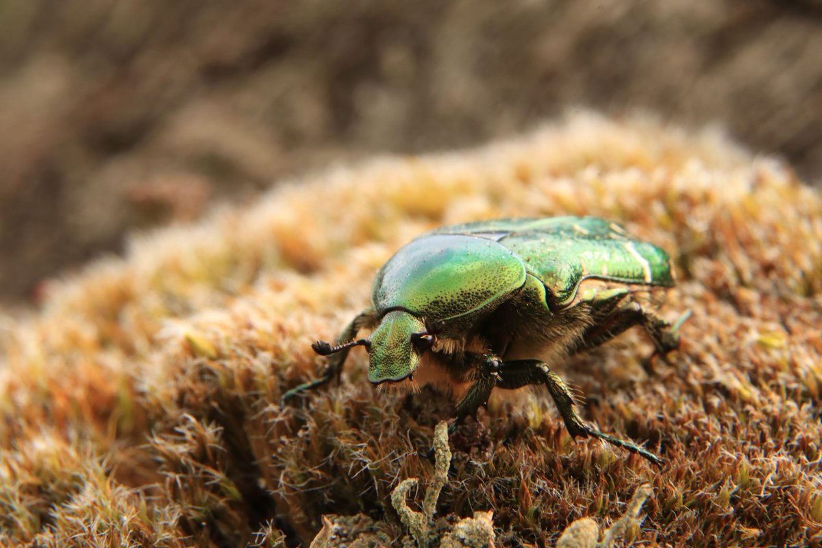 De gouden tor is een zeldzame soort die vooral leeft van het stuifmeel van verschillende planten, waaronder de meidoorn, wilde roos en de vlier. De gouden tor lijkt op de gedeukte gouden tor die wat algemener voorkomt.