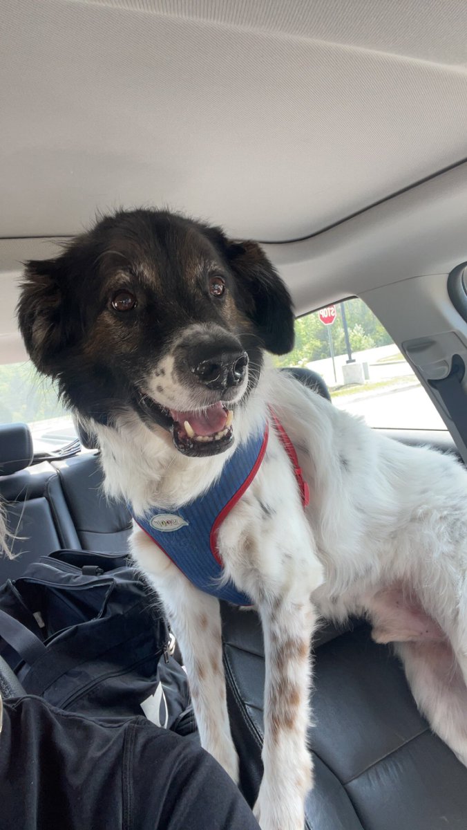 cwaldt04's tweet photo. So I left to go get a few groceries and my parents had my dog outside. Well as I drive off my dog starts chasing after me 🥺😭 but his face when I pick him up 😍 https://t.co/2WOzSA0KIB