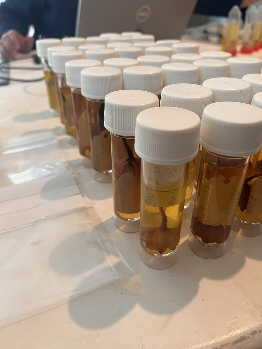 Ecolog3stDutz's tweet photo. Sorting out spirits specimens again @KewUKOTs @KewScience for the #Dplus114 @UKBCFs #TCITIPAs project. #kewtci #encyclia https://t.co/lB8VHSyJrE