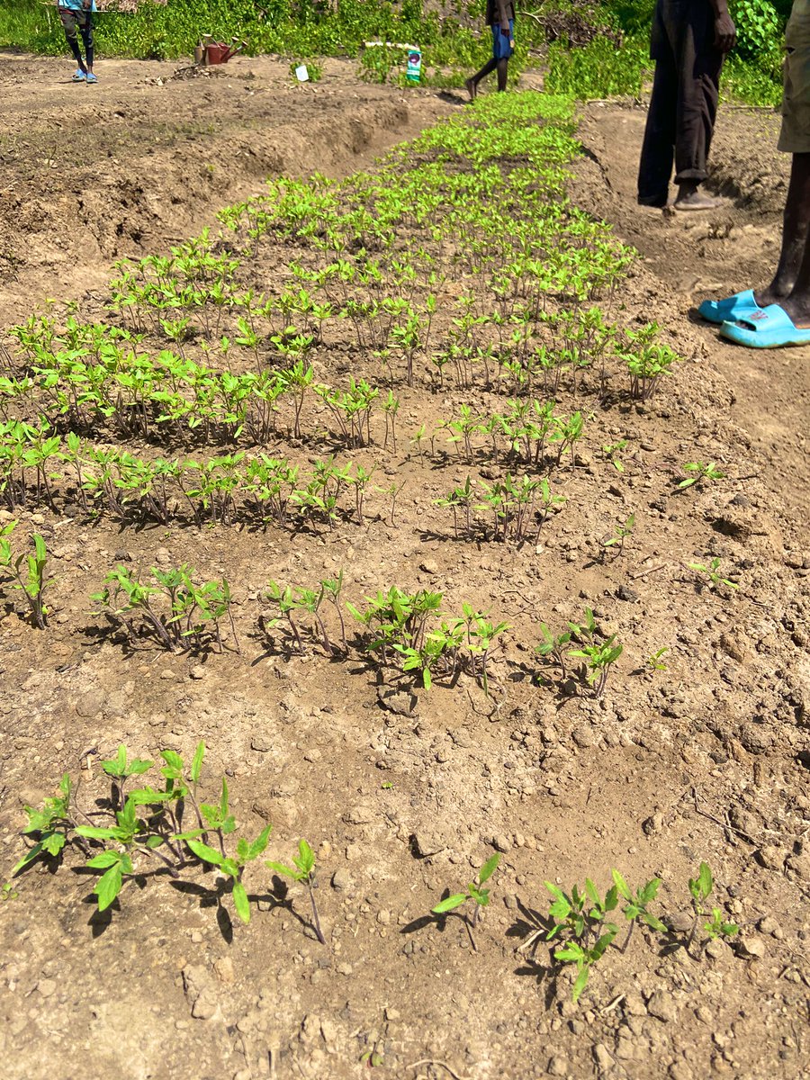 CoopTongolo's tweet photo. « La meilleure banque, c’est la terre, tu y places les graines, elle les fait fructifier gratuitement. » 👨🏾‍🌾 
#Centrafrique #Maraichage #Agriculteur #PlusBeauMétier #PermaIntensive #Ecologie #Damara #Jeunesse #CreationEmploi https://t.co/UXOeUSMy1P