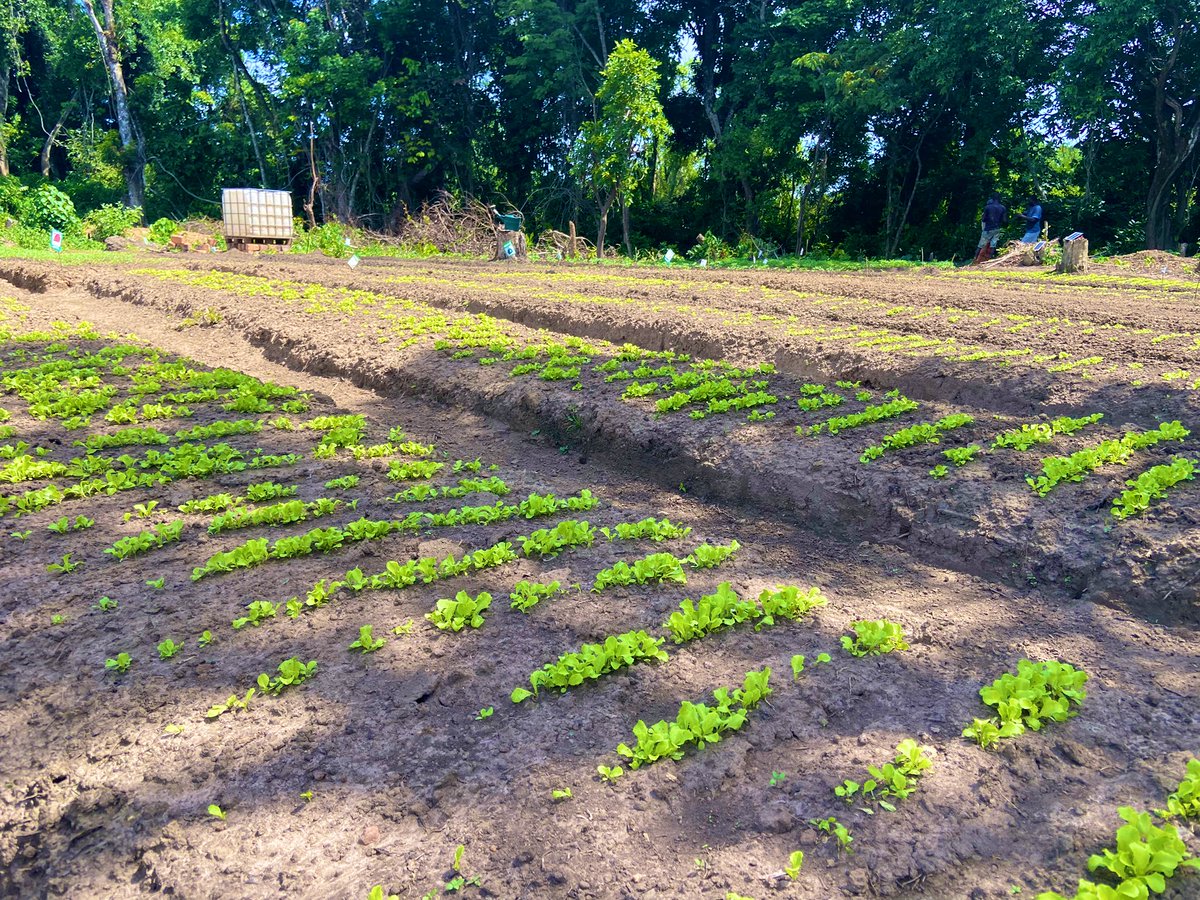CoopTongolo's tweet photo. « La meilleure banque, c’est la terre, tu y places les graines, elle les fait fructifier gratuitement. » 👨🏾‍🌾 
#Centrafrique #Maraichage #Agriculteur #PlusBeauMétier #PermaIntensive #Ecologie #Damara #Jeunesse #CreationEmploi https://t.co/UXOeUSMy1P
