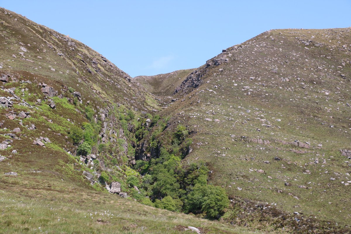 I do have some time for the ‘it’s too inhospitable for trees in the Northwest Highlands' theory. But also, here's a box canyon with oak, pine, birch, willow, aspen and holly, in what just happens to be the only inaccessible place for herbivores on a 10km walk 1/4
