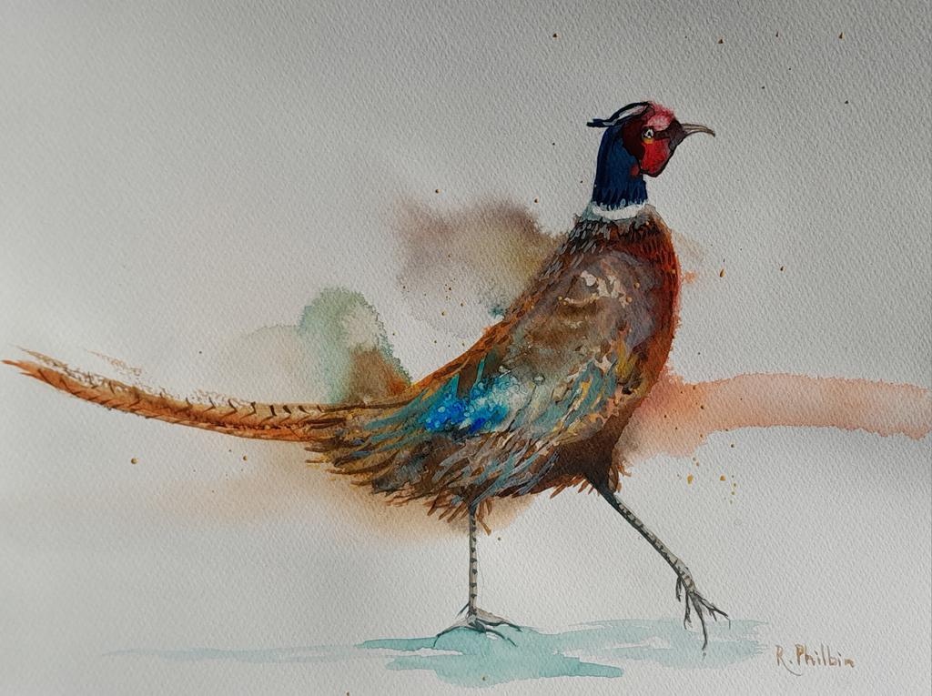 I hear our resident pheasant these days. Love his call. #pheasant #watercolor #watercolourartists