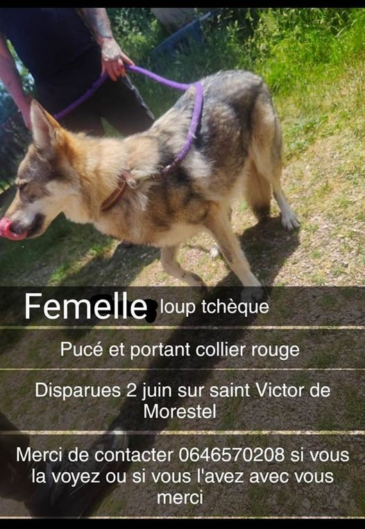 DelavegaPepita's tweet photo. ALERTE EN FUITE DPT 38 🚨🚨
#RHONEALPES #ISERE #DPT38 https://t.co/uzp4nDlT1s