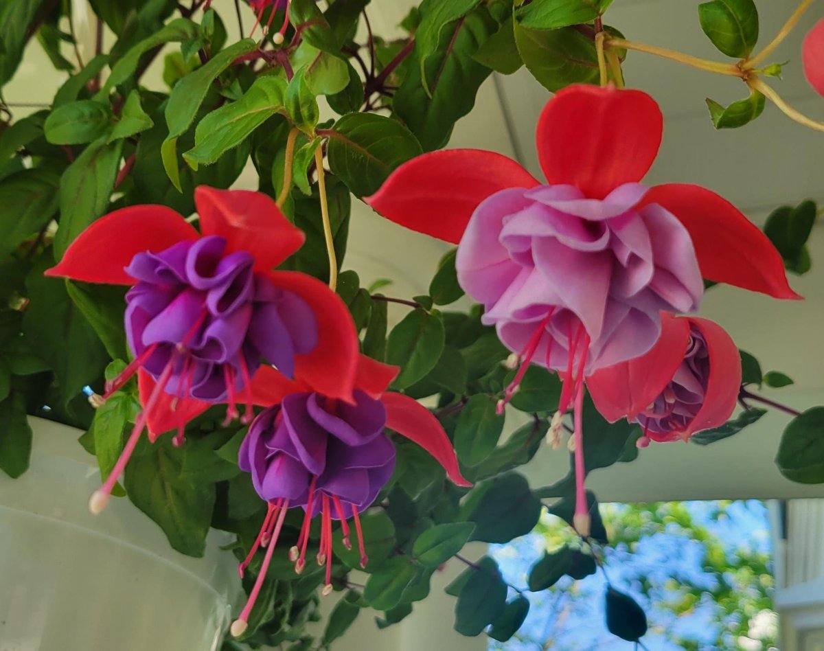 plantamaven's tweet photo. Blooms on this sweet 💕 https://t.co/VSuAisj9Xv