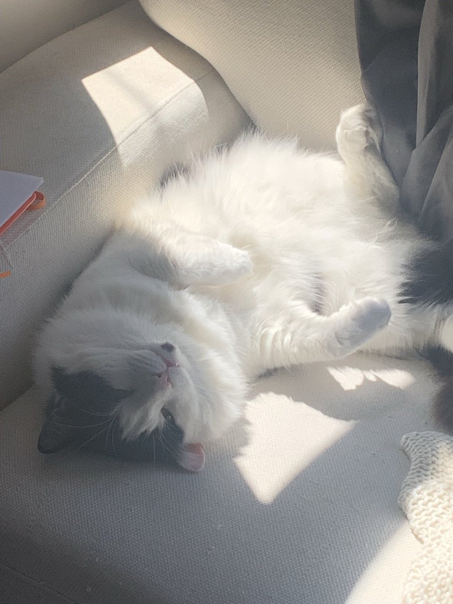 This boy 🧡 #cat #buddy #sunshine #bestie