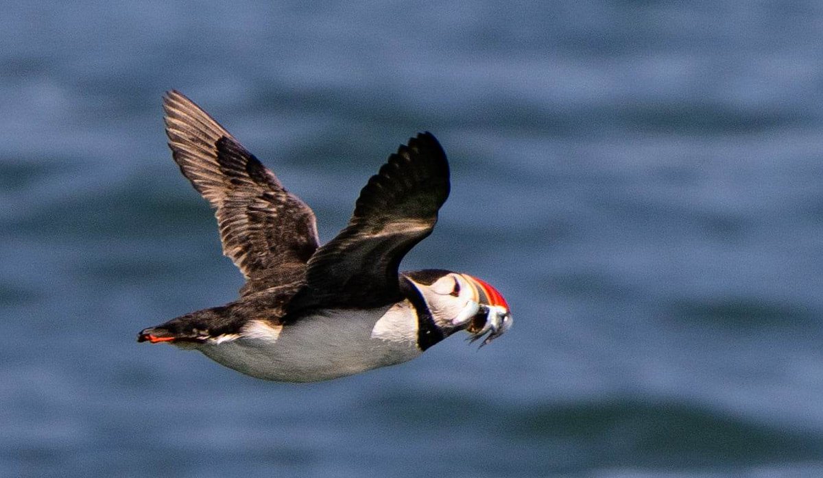 Day 3 #30DaysWild and a well overdue trip to Amble for the Puffin Cruise to Coquet Island today.  A super day and lovely to see the #Puffins and Terns on the island. Happy days. 👏💚🐦🌏 #birdsuniteourworld #mybirdinglife #birdwatching #weekendsforwildlife