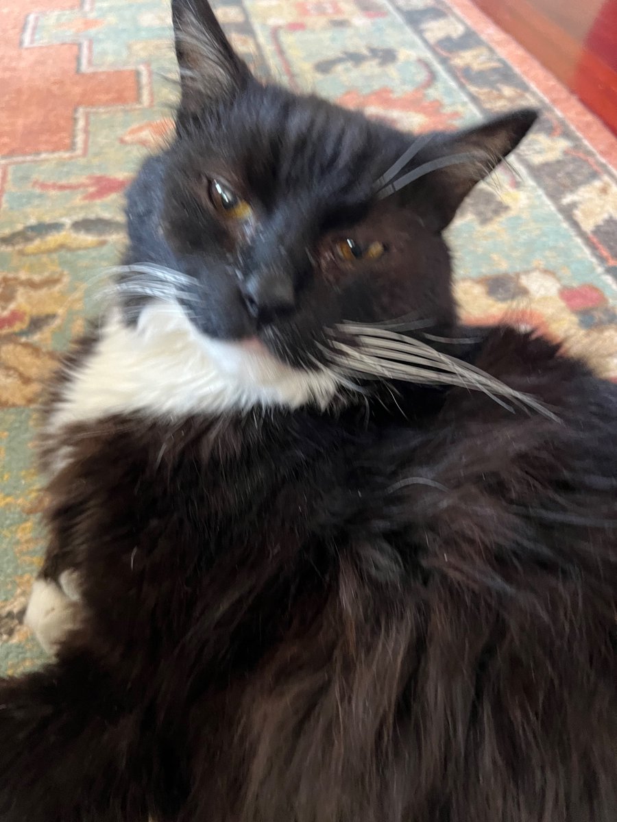 TuckB868's tweet photo. Ziggy 9/2009- May 27th 2023 https://t.co/KssGTXlQfL