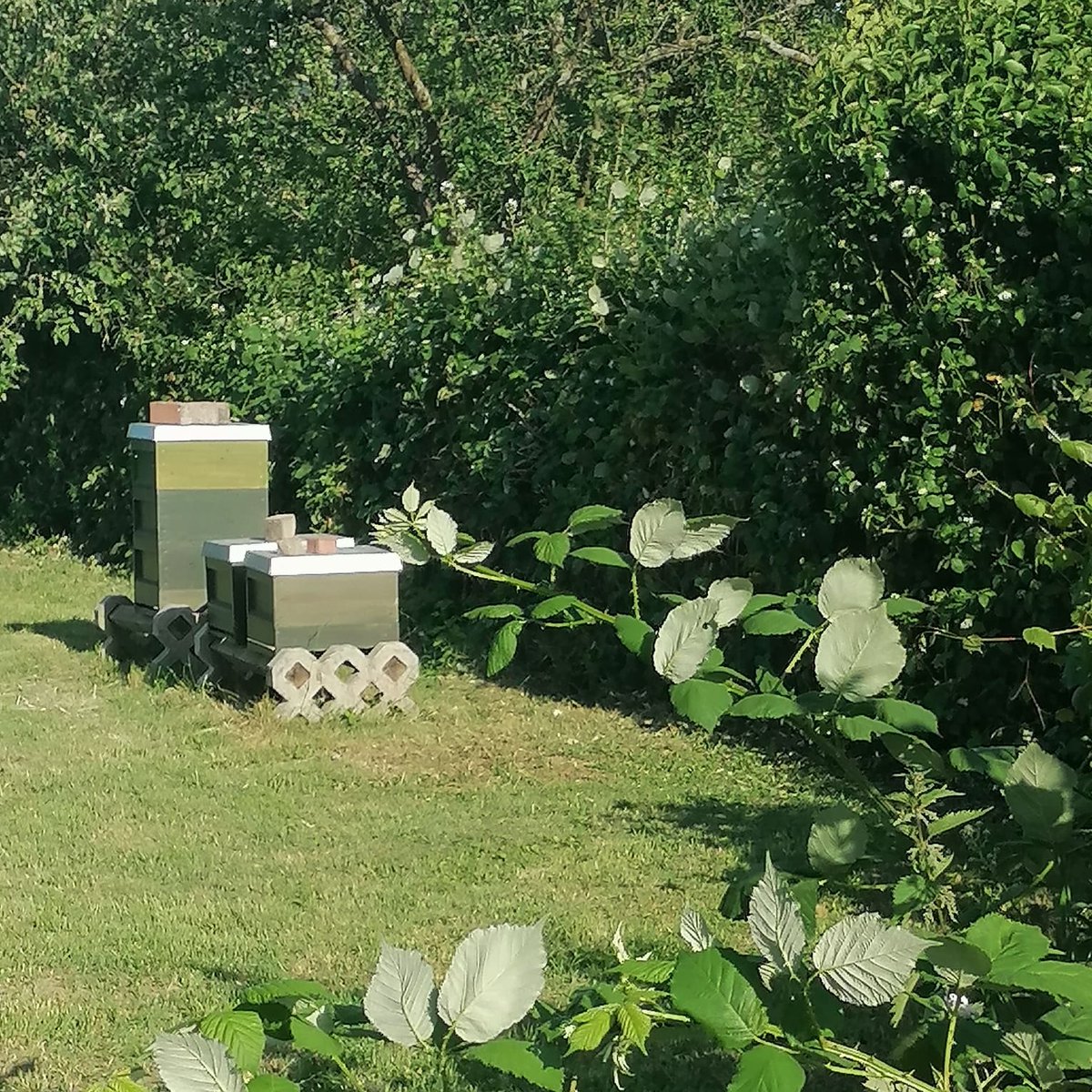 Umgeben von #Brombeeren, so klappt das auch mit fruchtigem Honig. Es bleibt spannend. 

#nordbadenimker #honig #regional #imker #natur  #hirschberg #naturfotografie #beekeeping #honey #nature #naturephotography #mannheim #ludwigshafen #weinheim #heidelberg #ladenburg #heddesheim