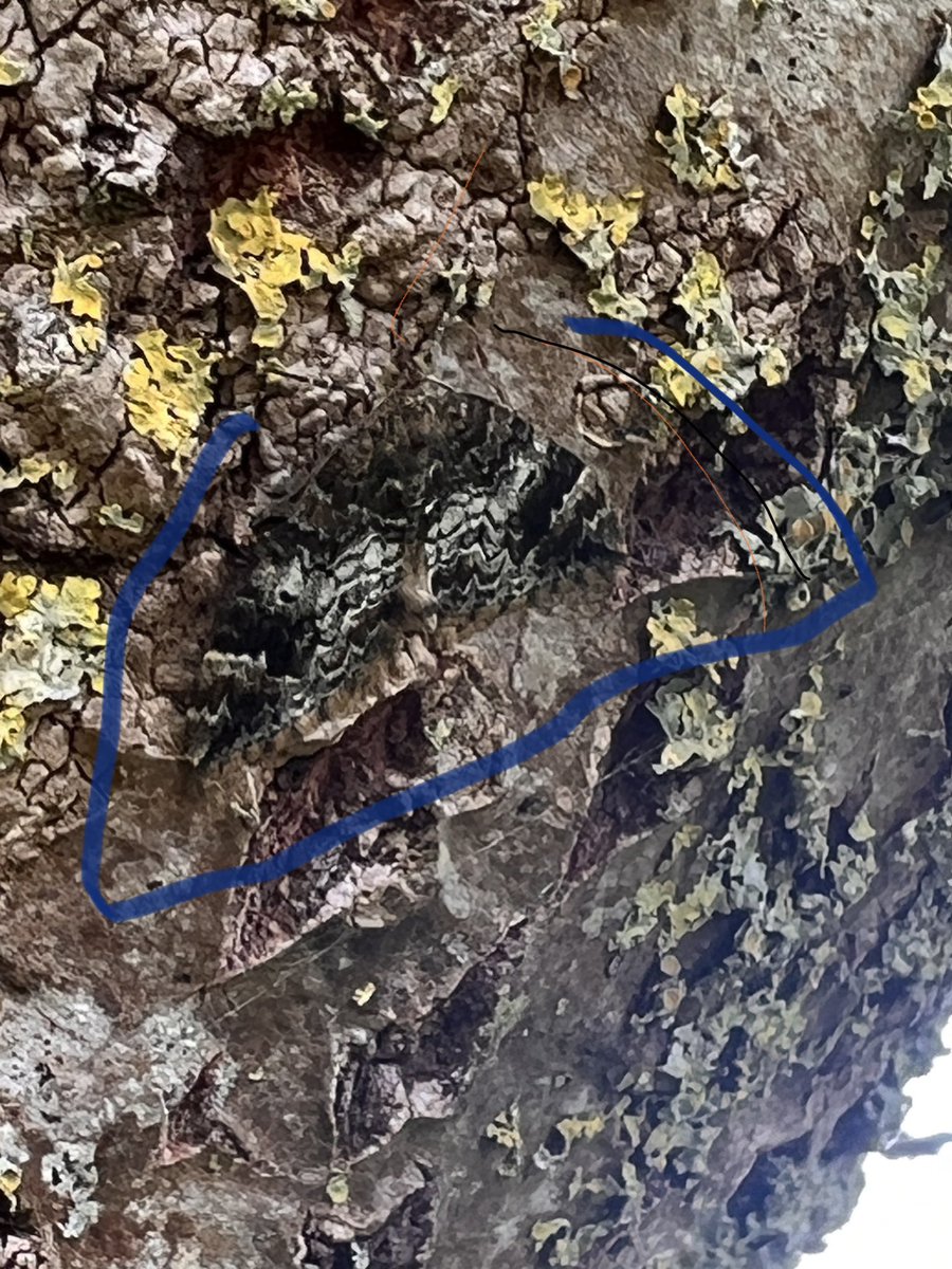 I’m struggling to identify this really well camouflaged moth, only spotted in its resting spot as I saw it fly there. I think it’s fabulous! #30DaysWild  <a href="/MOTHIDUK/">UK Moth Identification</a> <a href="/DWTWeyPort/">Dorset WildlifeTrust</a> <a href="/RSPBWeymouth/">RSPB Weymouth Wetlands</a>