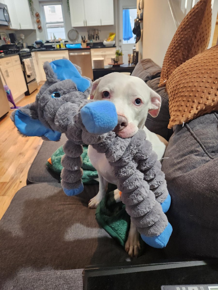 PSPCA's tweet photo. Sabrina needs your help.

This blue-eyed beauty is in desperate need of a foster or adoptive home. Sadly, she recently returned to the shelter from her former foster home and is already struggling here. 

Apply online or stop into the shelter to meet her! https://t.co/XSOSEkaP0p