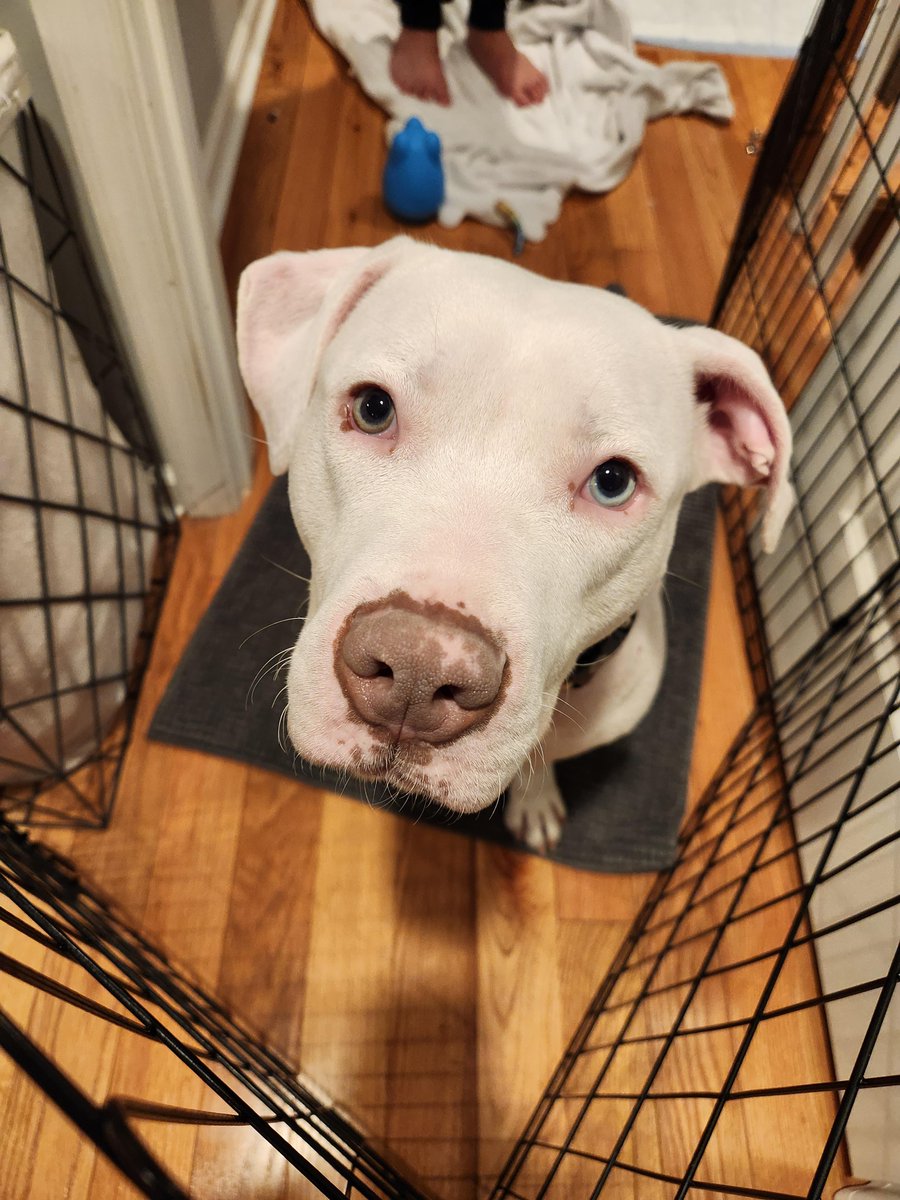 PSPCA's tweet photo. Sabrina needs your help.

This blue-eyed beauty is in desperate need of a foster or adoptive home. Sadly, she recently returned to the shelter from her former foster home and is already struggling here. 

Apply online or stop into the shelter to meet her! https://t.co/XSOSEkaP0p