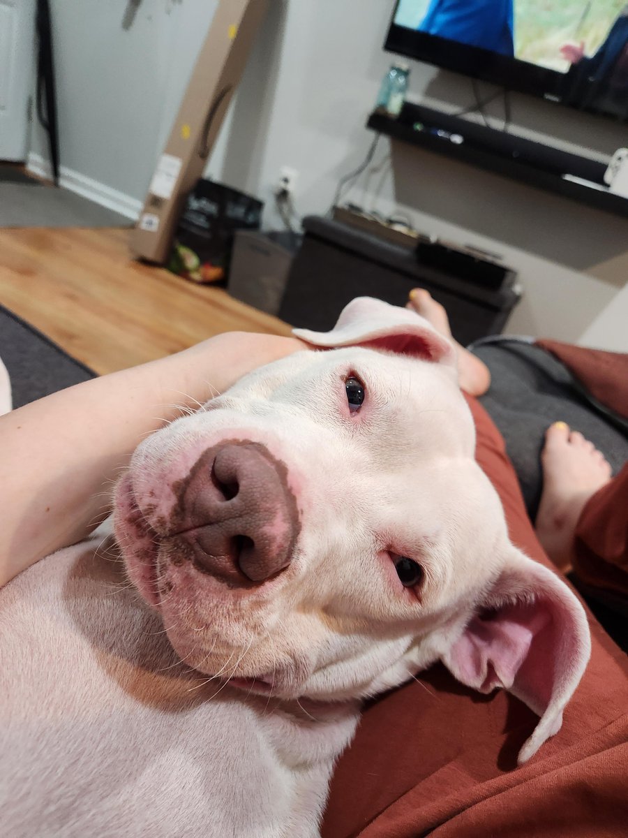 PSPCA's tweet photo. Sabrina needs your help.

This blue-eyed beauty is in desperate need of a foster or adoptive home. Sadly, she recently returned to the shelter from her former foster home and is already struggling here. 

Apply online or stop into the shelter to meet her! https://t.co/XSOSEkaP0p