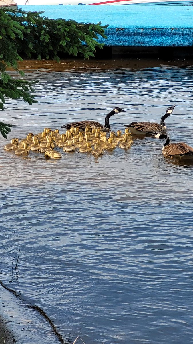 That's a LARGE group of chicks! #CanadaGeese #Lakelife #birds #wildlife